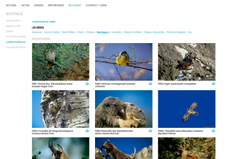 Gérard Schmitt - Photographe animalier - 5